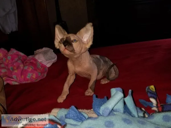 Sphynx kitten