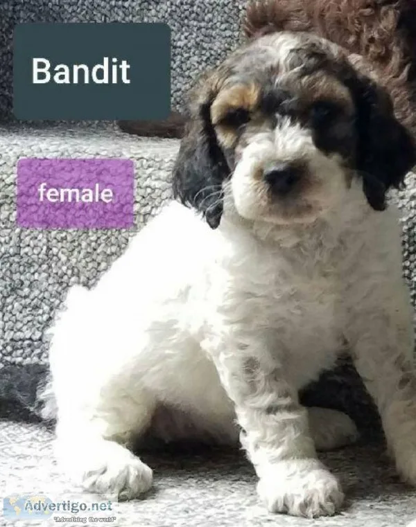 Bandit Female Golden English Labradoodle