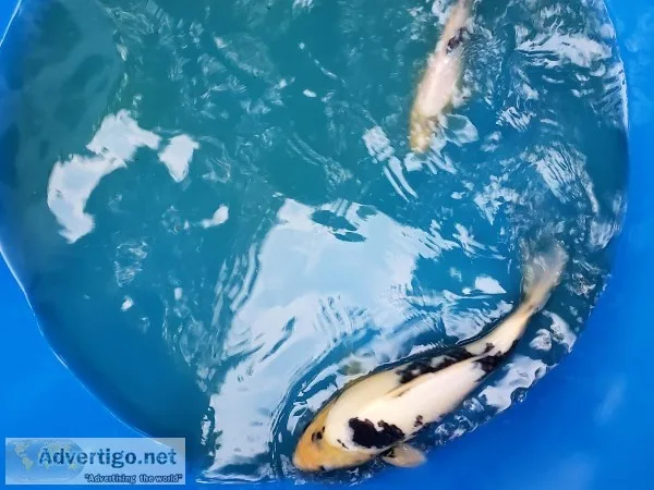 Koi fish for sale