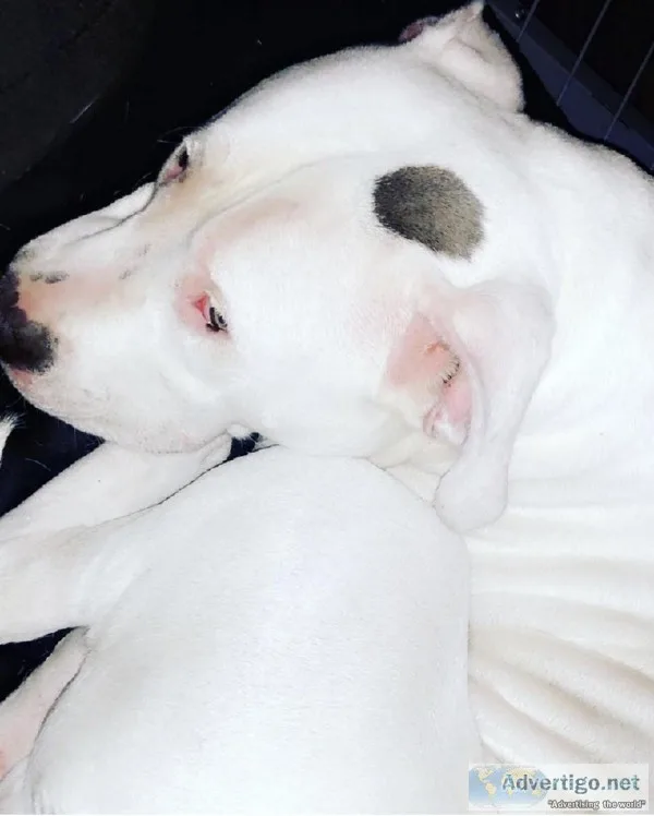 Free white pit bull beautiful