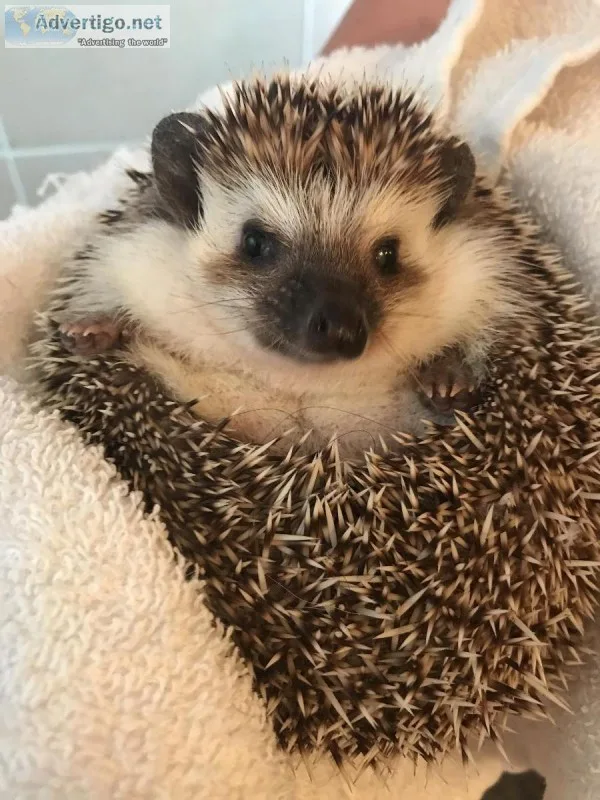 Hedgehog and cage