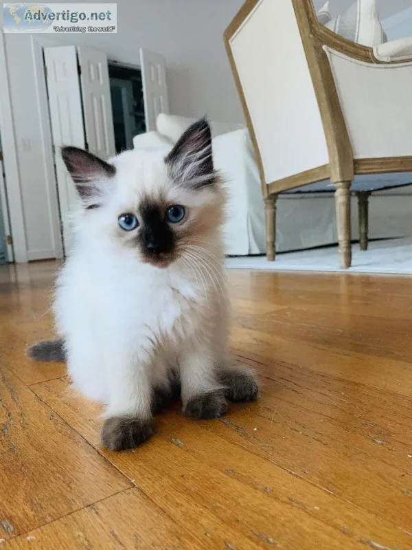 Birman kitten