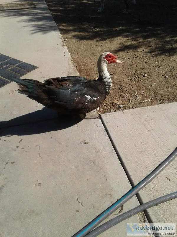 Male Muscovy duck
