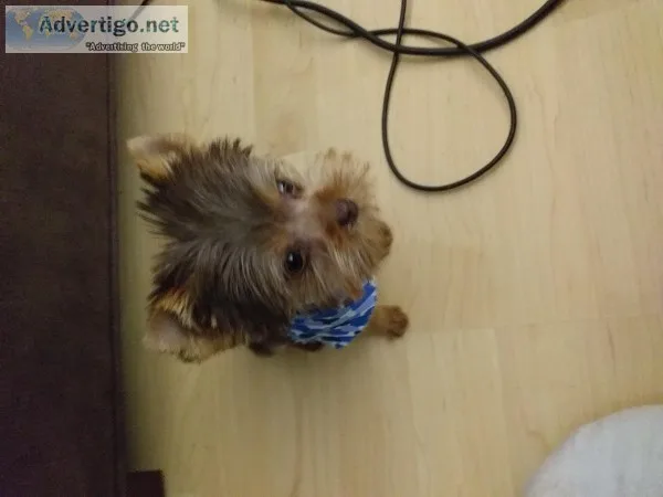 Male Yorkie for sale
