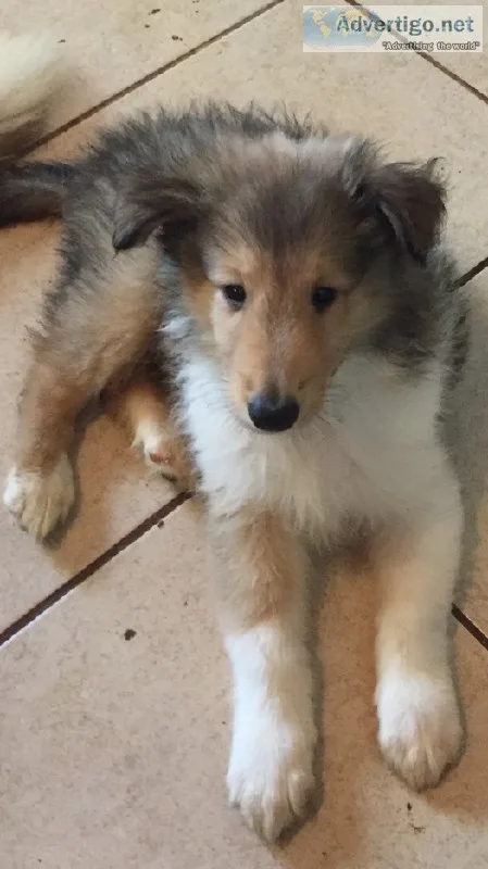Beautiful Collie Puppies