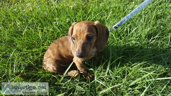 Minature Dachsund Puppy