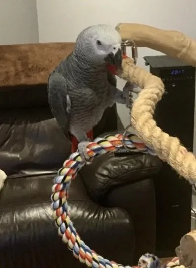 Jasdeting Congo african greys