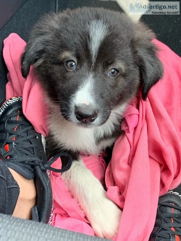 Border Collie Pup