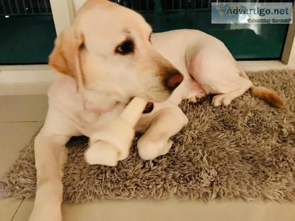 Lab and 2 chihuahuas