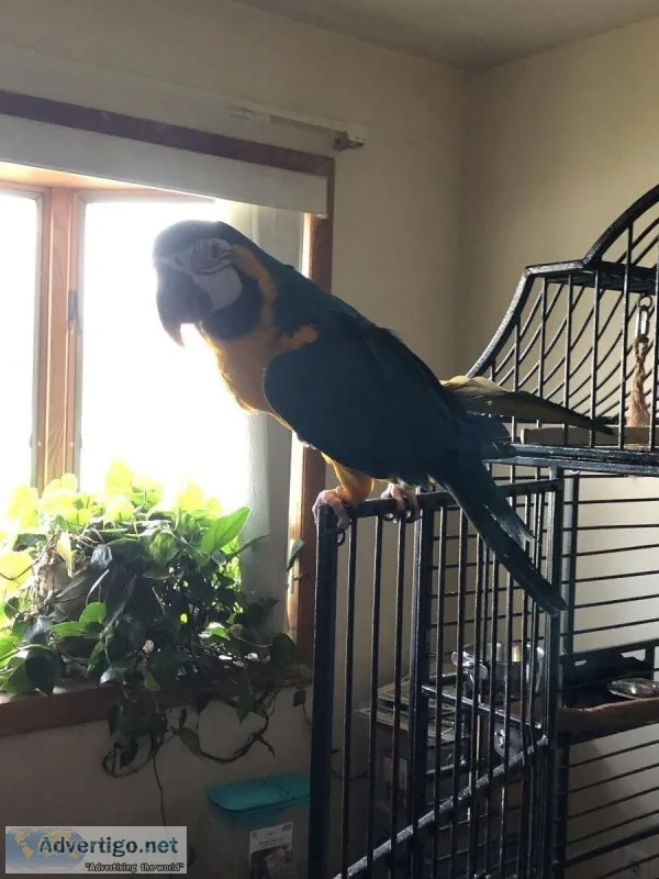 Blue and Gold Macaw