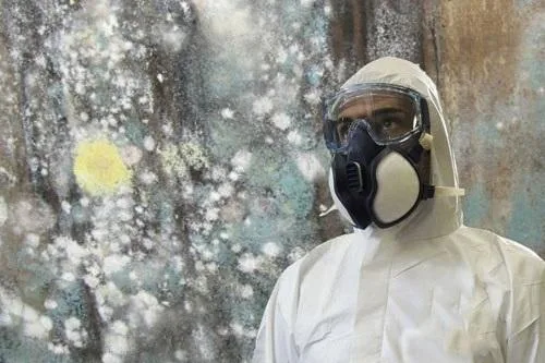 Mold Inspection Mold Removal Lake county and Cook County
