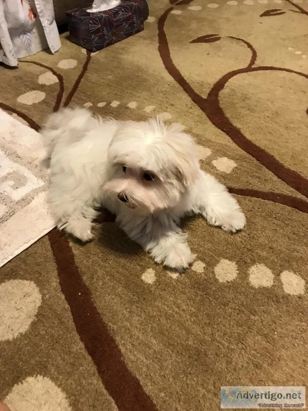 Female Maltese Puppy