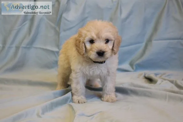 Goldendoodle Puppies