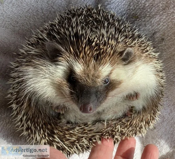 Hedgehog female 1 12 years old
