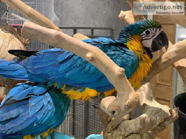 2BLUE AND GOLD MACAW PARROTS
