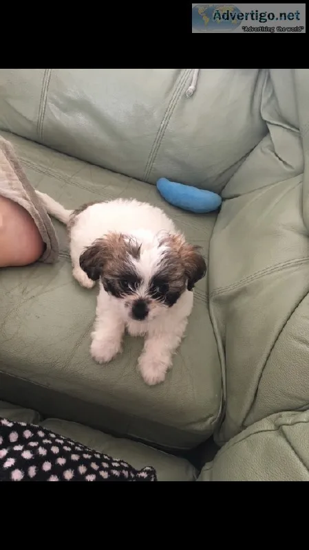 Male shih tzu x Chihuahua