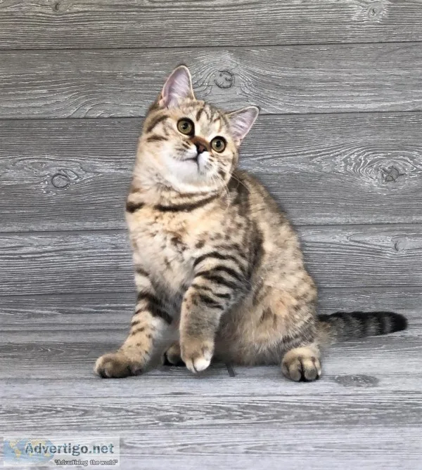 &quotBella&quot Scottish Straight girl Black Tortie Spotted Tabb