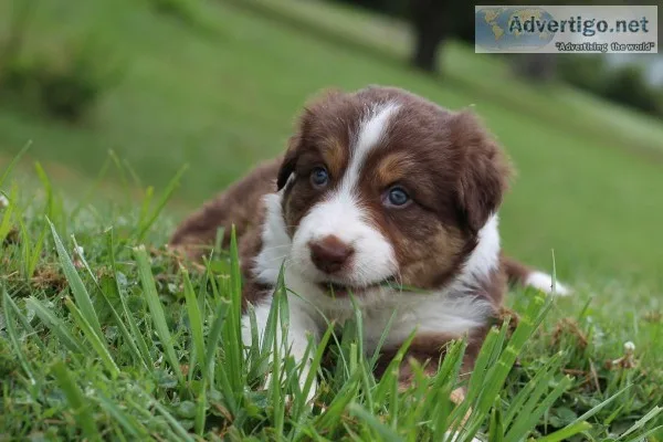 Beautiful Australian collie puppies