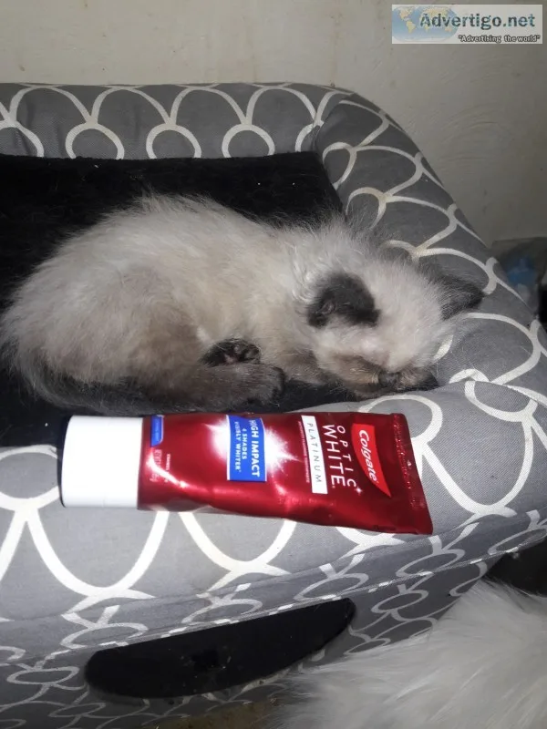 Teacup himalayan kitten 