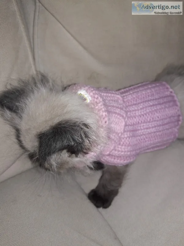 Teacup himalayan kitten 
