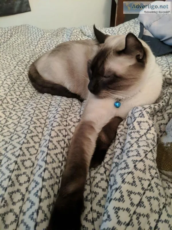 Siamese cat