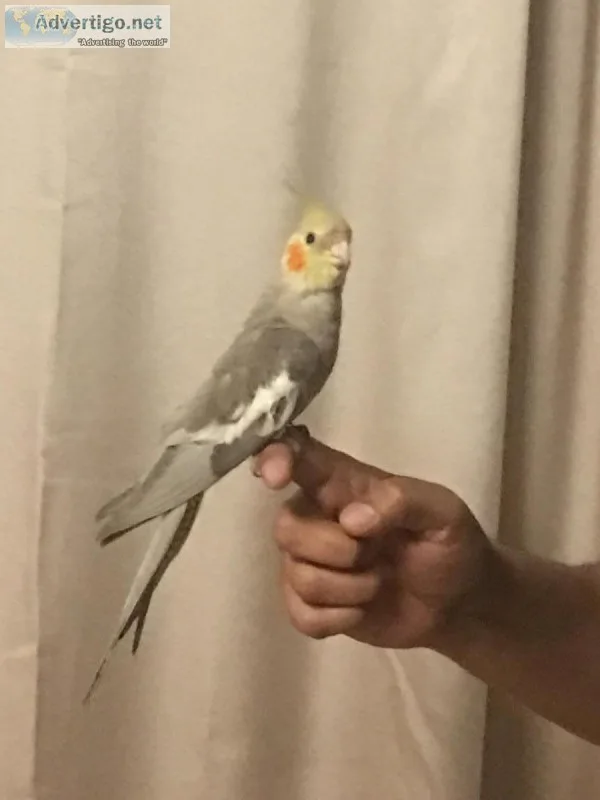 Beautiful tame cockatiels.