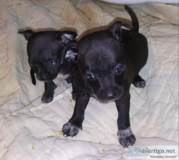 Chihuahuas