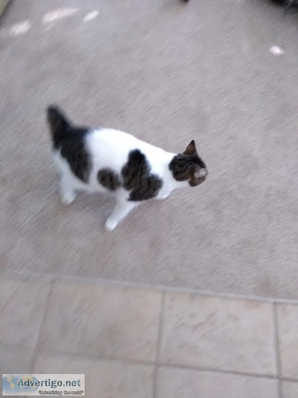 Manx cat