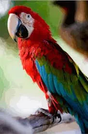 Talking macaw available