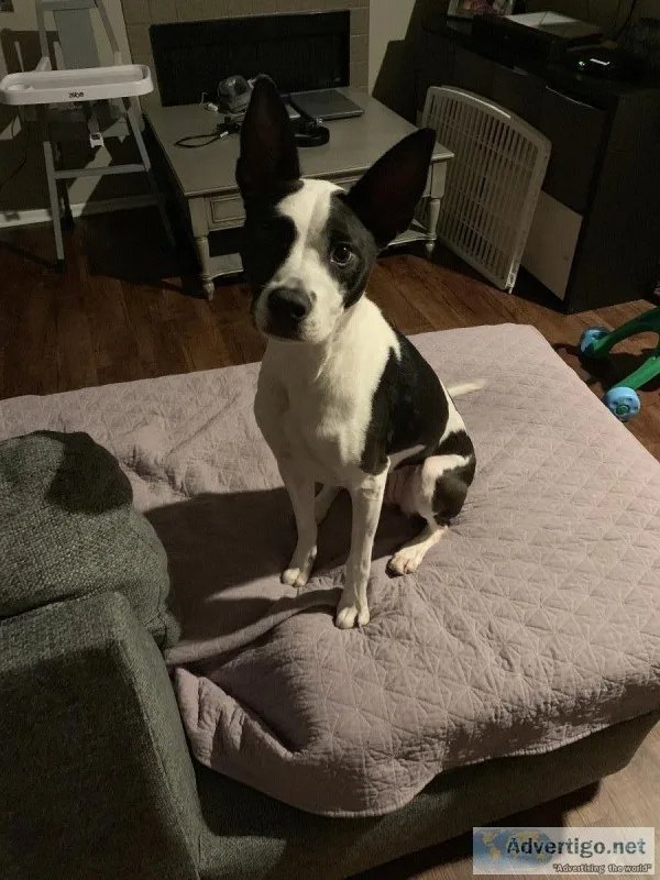 Pitbull mix