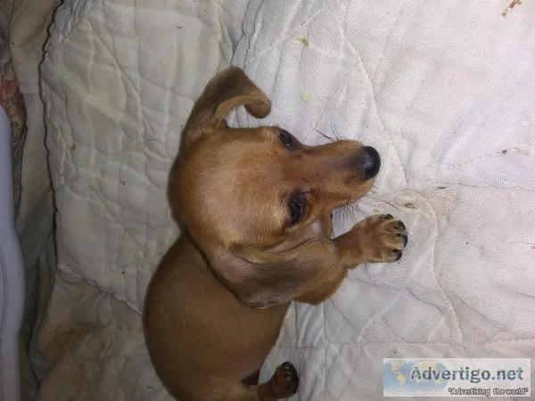 Dachshund Puppy