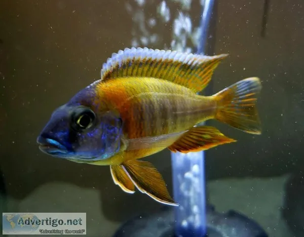 Peacock cichlids and Haps for sale (young and adults