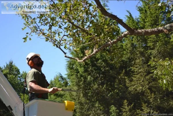 Tree Cutting Services Sydney