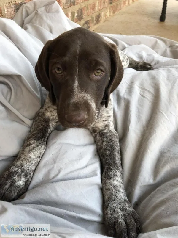 GERMAN SHORTHAIRED POINTER PUPPIES