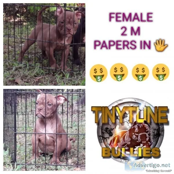 American Bully Pups for sale. UKC REGISTERED PAPERS ON HAND.