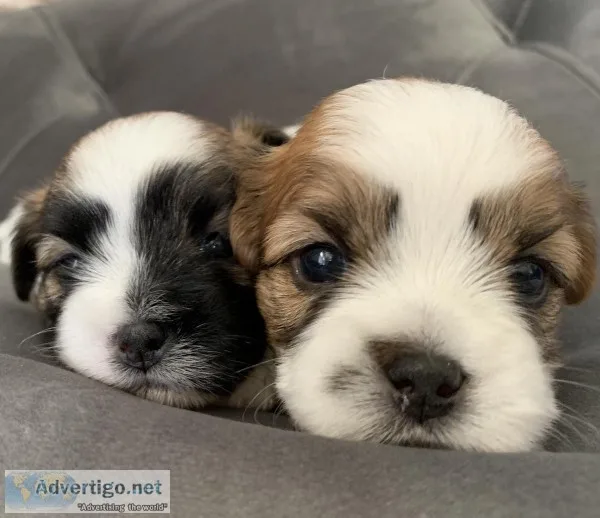 Shihtzu Maltese Puppies Boys and Girls