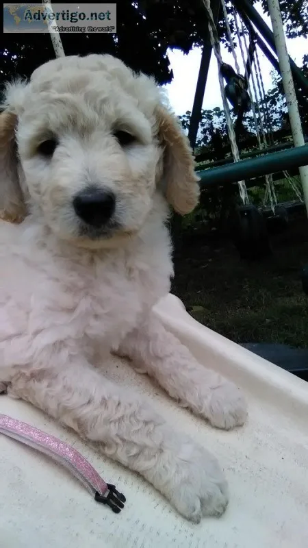 Goldendoodle f1-b
