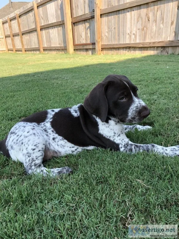 German Shorthaired Pointer Puppies