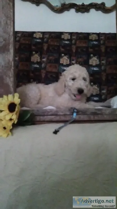 Goldendoodle f1-b