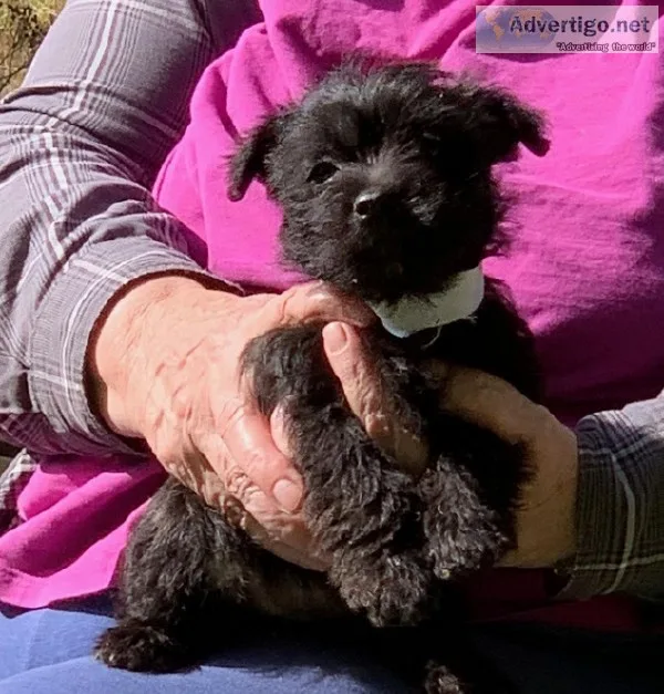 For Sale 7 week old Pups Scottish Terrier Shih Tzu cross