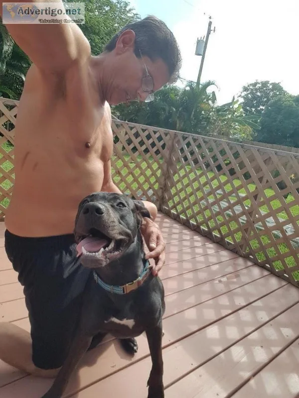 FREE Black Pit Bull 1 year