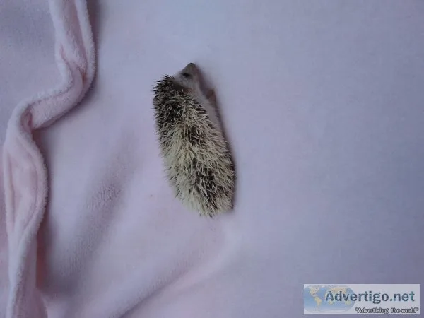 Pinto salt and pepper hedgehog babies