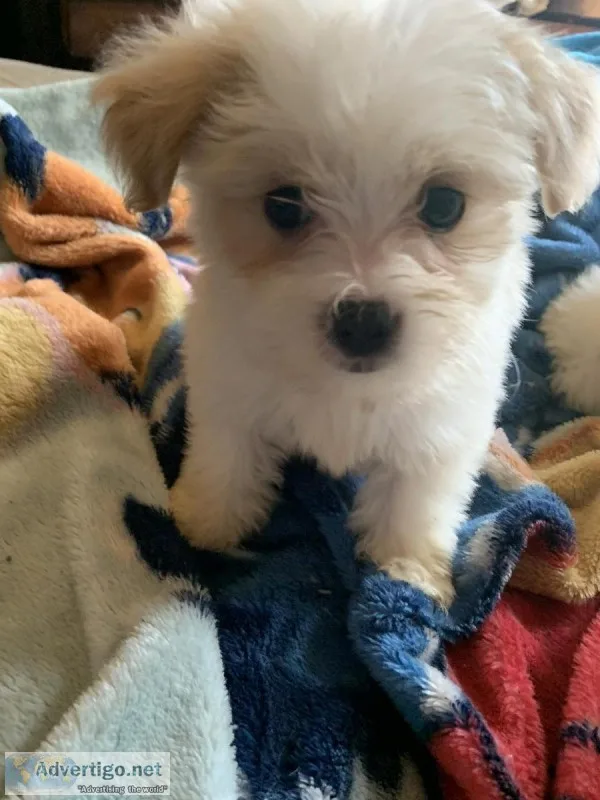 Shihtzu mixed with toy poodle