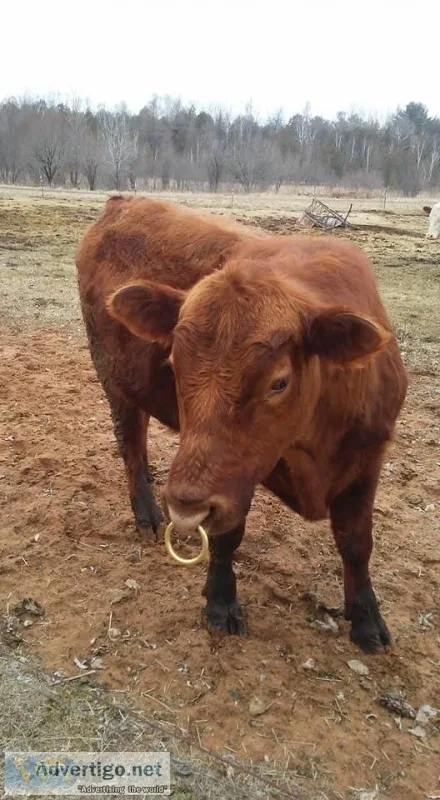 Wagu Bull