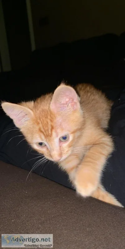 Kitten looking for new home