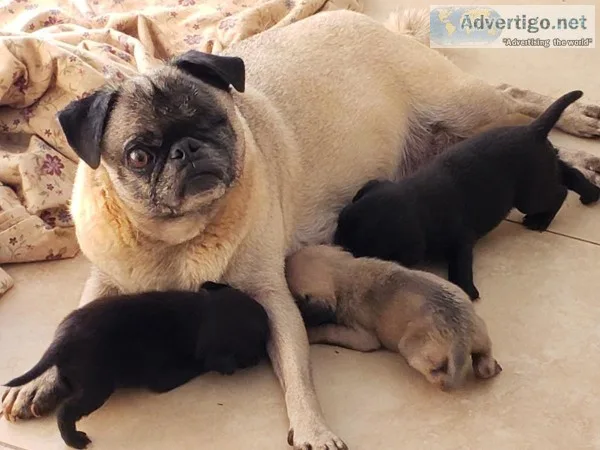 Pug puppies