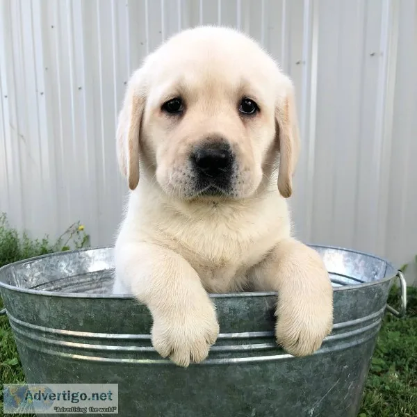 Golden retriever puppies for sale