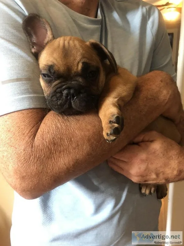 French bulldogs