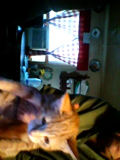 RECUSED RED KITTEN