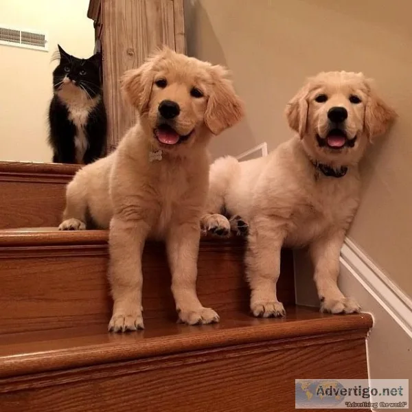 Golden retriever puppies for sale